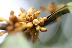 Myristica dactyloides